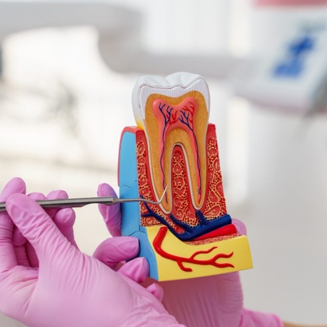 Ankara endodonti kanal tedavisi Uzm. Dt. Taha Yasin Sarıkaya